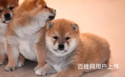 承德柴犬怎么卖 家养柴犬 疫苗齐全 - 图片 4