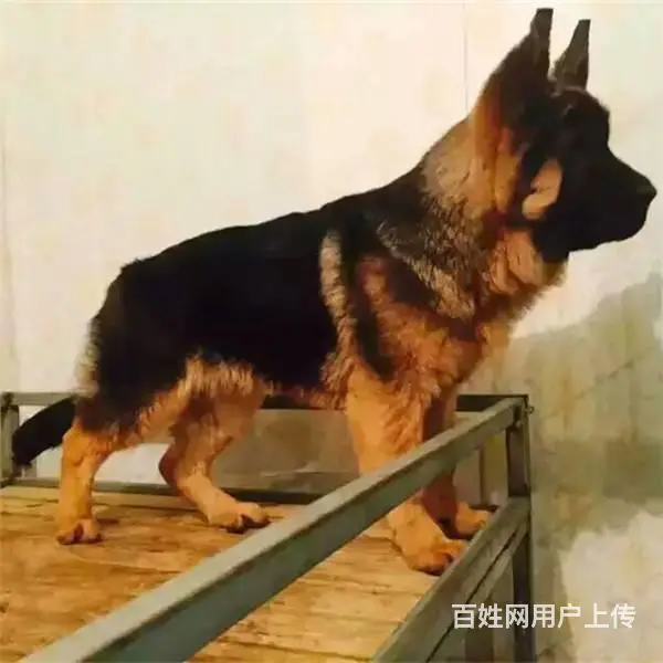 纯种锤系德国牧羊犬,骨架大德牧 哪里有卖德牧 - 图片 3