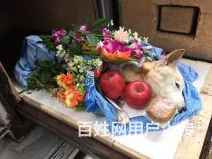 沈阳地区铁西区#沈阳宠物殡葬# - 图片 4