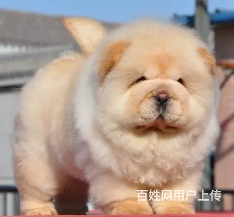 临汾有什么地方可以买到松狮，松狮的价位 - 图片 2