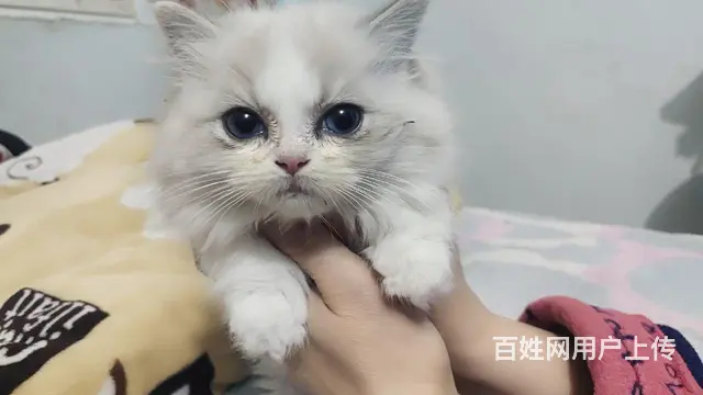 自家养的布偶猫打一针疫苗 - 图片