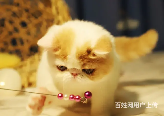本地哪里有卖加菲猫的 加菲怎么护理 加菲好养吗 - 图片 4