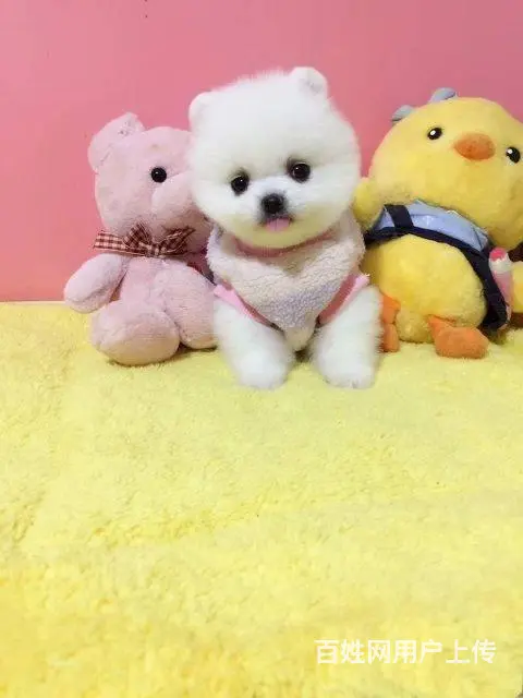 纯种赛级博美幼犬、包健康现场检测、不纯全额退款 - 图片 6