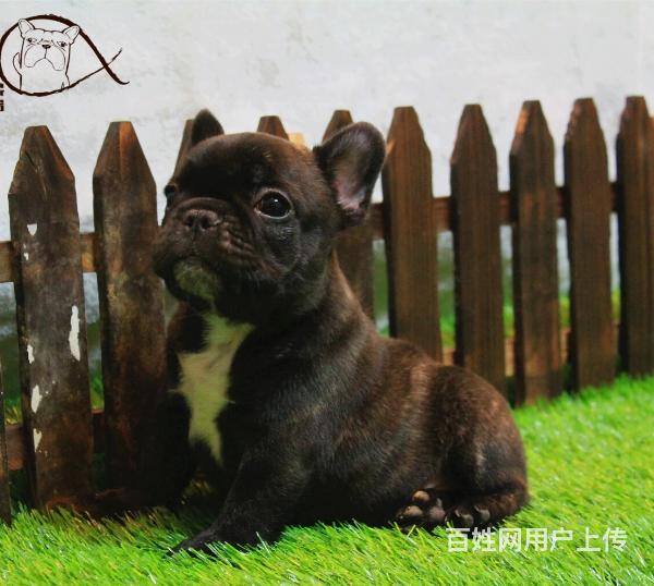 法国斗牛犬英国斗牛犬名犬后代小方体螺丝尾