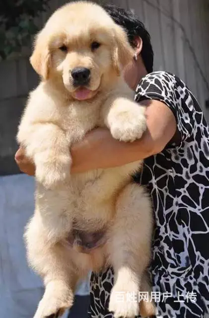 纯种金毛幼犬价格 金毛多少钱一只幼崽 犬舍出售纯 - 图片 8