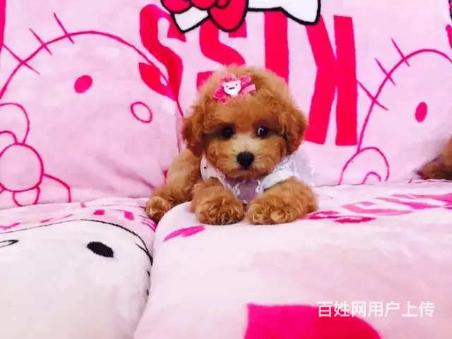 包头正规泰迪犬舍泰迪一般多少钱 - 图片 4