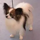 出售多种颜色纯种蝴蝶犬犬幼犬保证冠军级血统