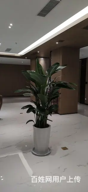 徐州市花卉绿植出售 - 图片 5