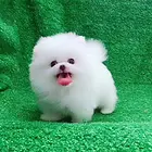 博美、博美犬、博美幼犬、黄白色球体博美犬