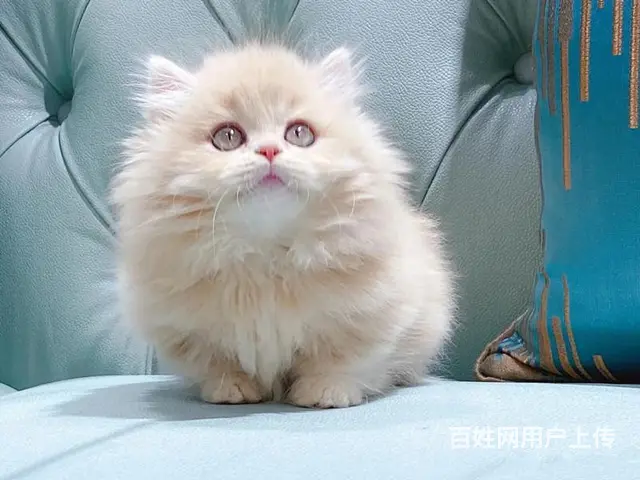 曼基康矮脚猫多少钱 拿破仑好养吗 矮脚拿破仑照片 - 图片 3