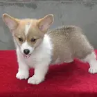 滨州哪里有柯基卖 柯基犬舍信息