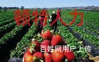 江苏2正规出国劳务、诚招代理。不成功0收费 - 图片 10