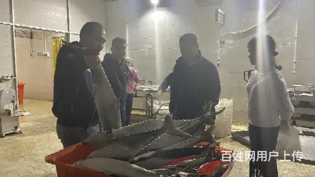 北海鳗鱼丸子马鲛鱼丸批发工厂批发 - 图片 4