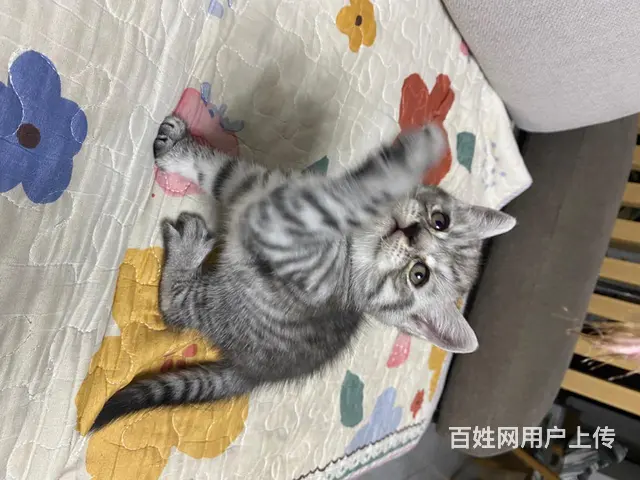 虎斑小崽 - 图片 2