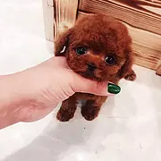 内江支持上门看泰迪宠物店