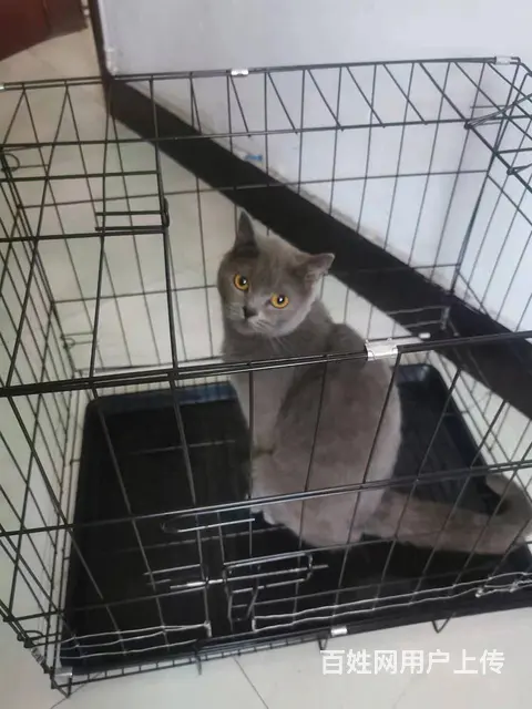 蓝猫 - 图片 2