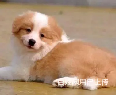 广州纯种边境牧羊犬价格 狗舍直销 包纯种健康签协议 - 图片 5