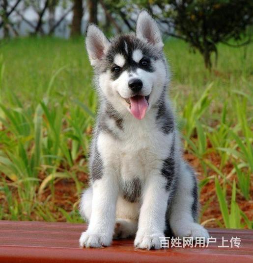 正规犬舍繁殖 赛级品质 哈士奇幼犬 包活