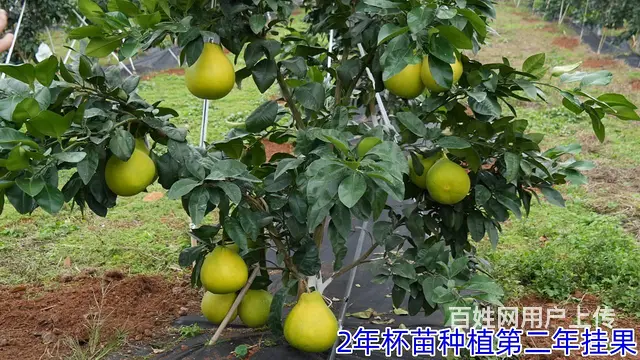 泰国红宝石青柚果苗出售 - 图片 2