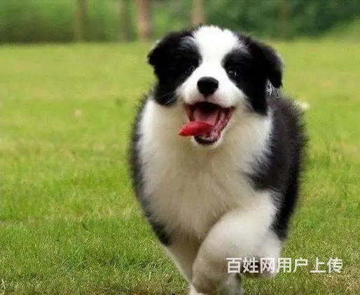 出售纯种边境牧羊犬~疫苗齐全协议质保~送货上门 - 图片 1