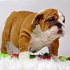 郑州哪里能买到英国斗牛犬 斗牛犬价格