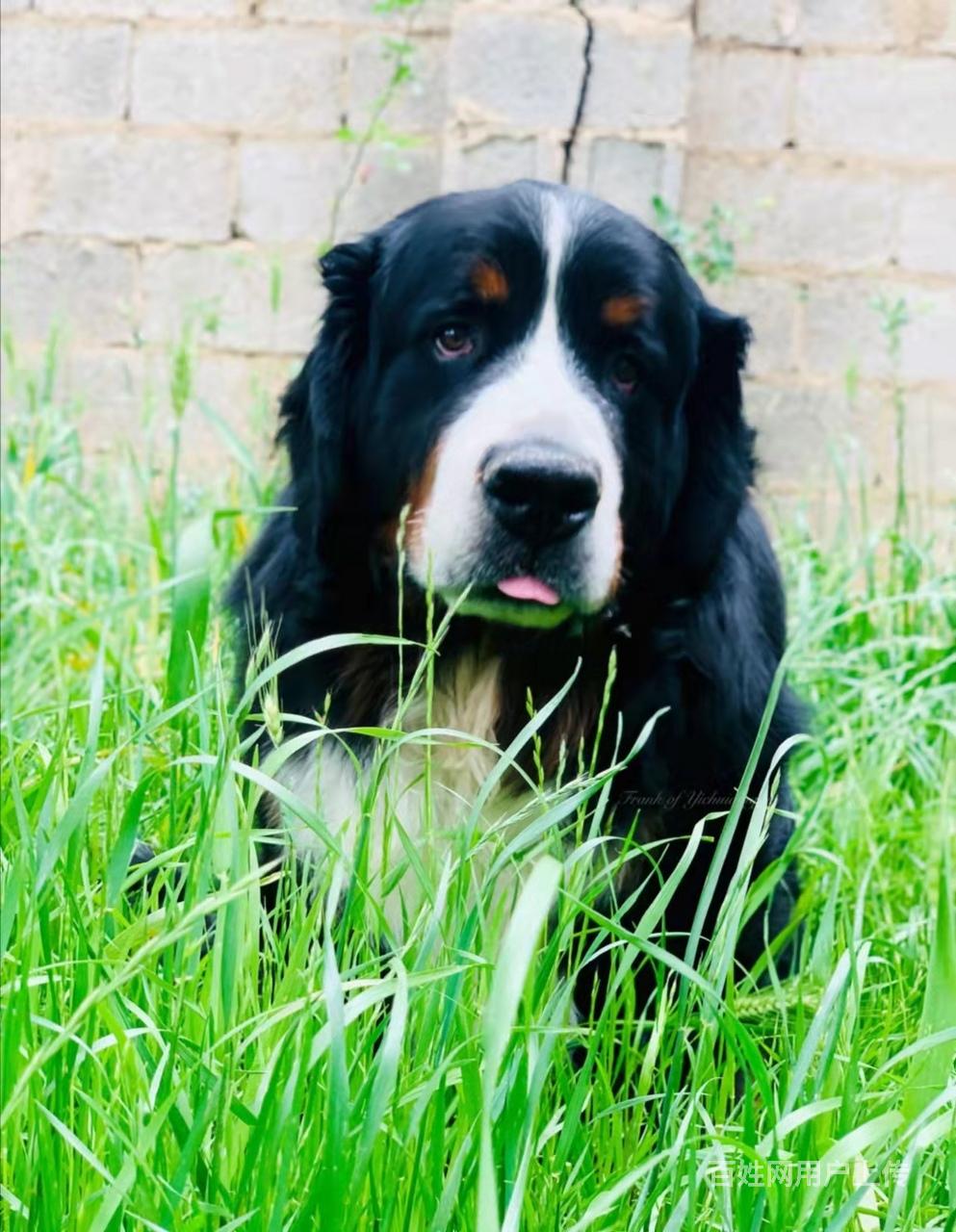 伯恩山犬多少钱?伯恩山犬有多重?