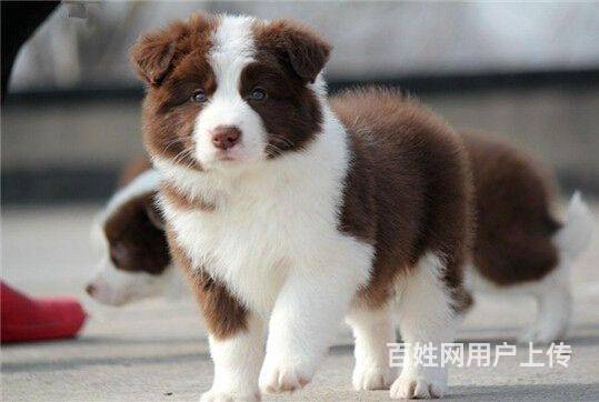 北京哪卖边牧犬黑白边牧边牧犬多少钱