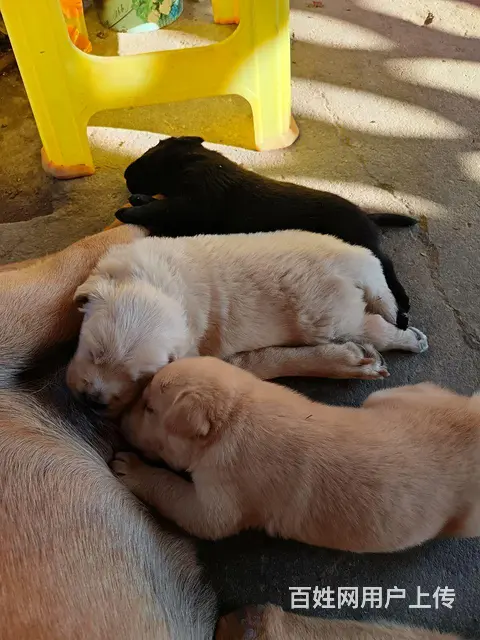 拉布拉多幼犬3只价格好说 - 图片 2