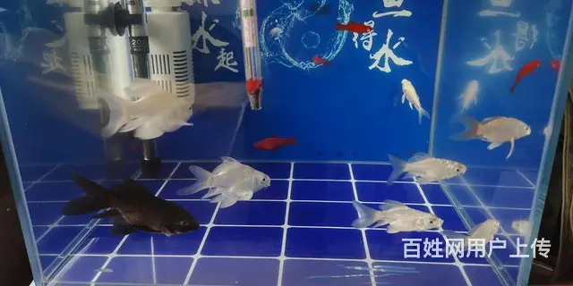 蝴蝶鲤鱼便宜卖了 - 图片 2