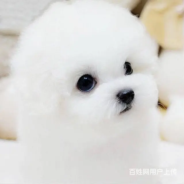 纯种比熊 白色比熊 法系比熊 出售超级可爱的小 - 图片 6