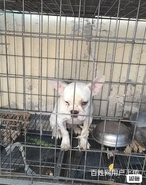 纯种小法牛出售，没时间喂 - 图片 2