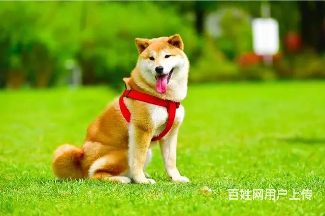 崇左血统柴犬哪里有卖，血统柴犬一般多少钱 - 图片 8