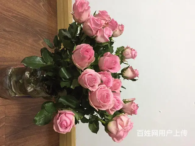 招保姆 - 图片