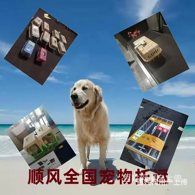 2022常州市到全国）宠物托运（猫狗）邮寄快递（宠物活体运输 - 图片 3