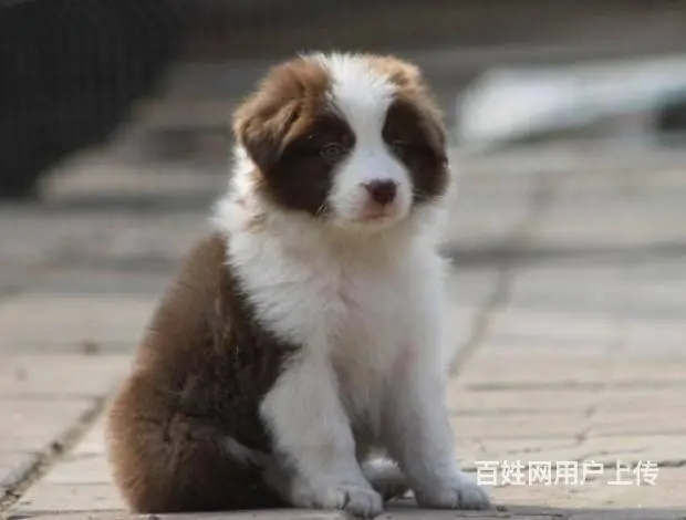出售边境牧羊犬 高智商低价位 值得选购 - 图片 7