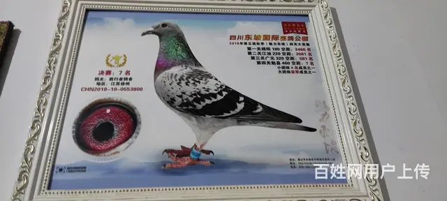出售信鸽，肉鸽需要的联系 - 图片 5
