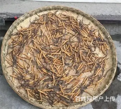 番禺冬虫夏草回收市场价格是多少-上门收购冬虫夏草 - 图片 7