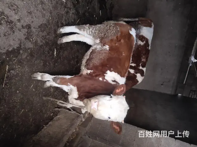 家里喂养的牛犊出售 - 图片 1