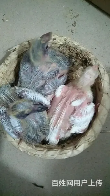 出售乳鸽，大肉鸽子， - 图片 4