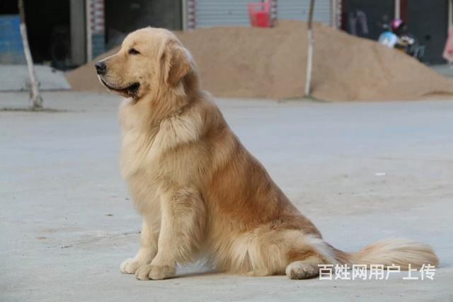 哪裡有賣金毛犬哪裡能買到金毛犬小金毛多少錢