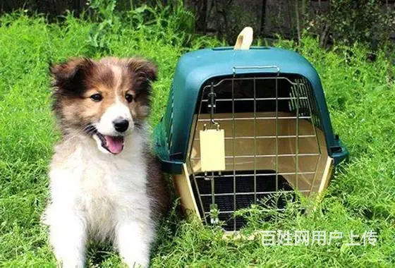上海宠物托运大概多少钱 - 图片 2