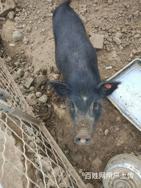 纯散养巴马香猪年猪出售、巴马烤乳猪订购 - 图片 2