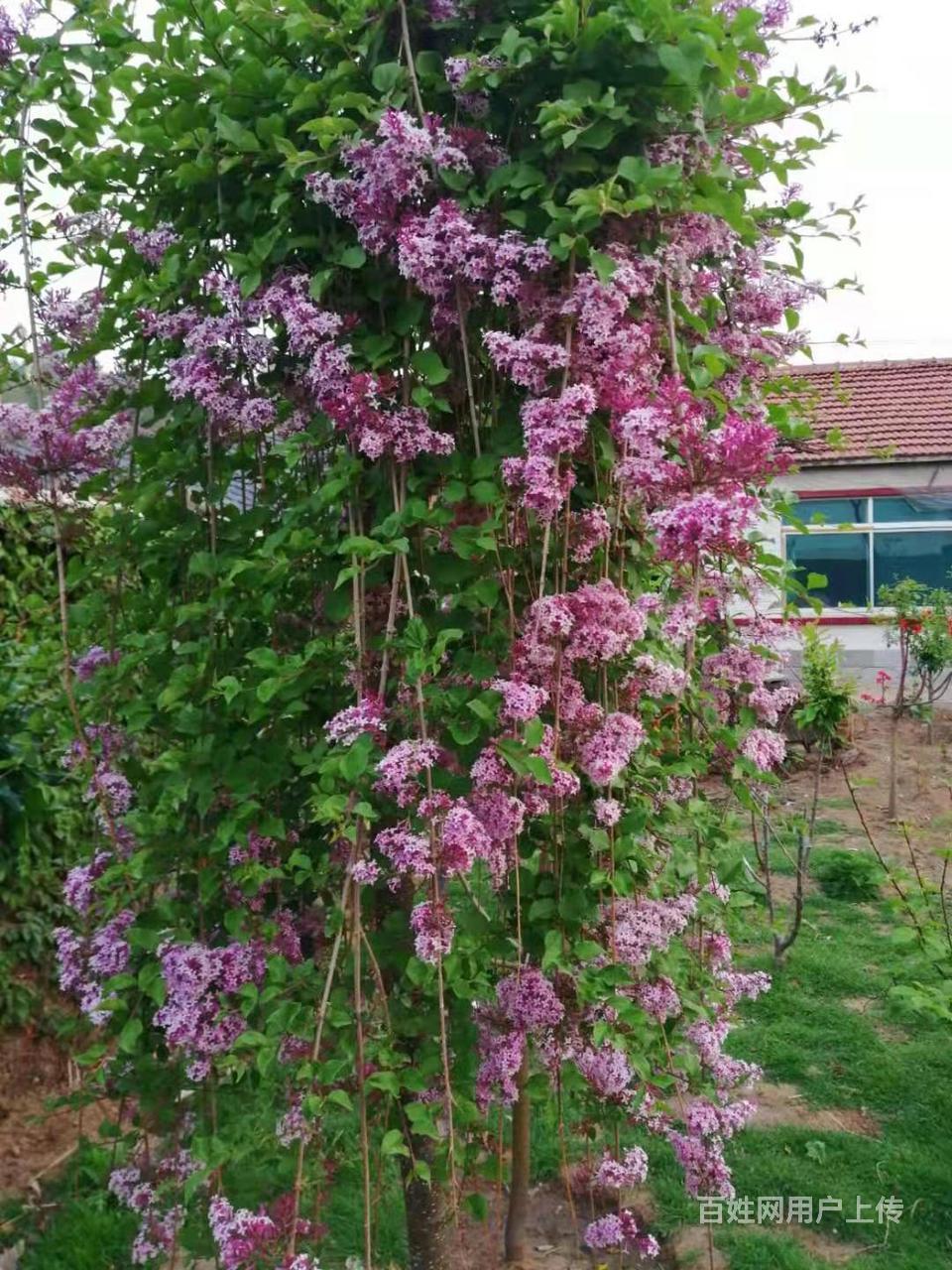 丁香花的品质和精神(丁香花的品质和精神的特点)