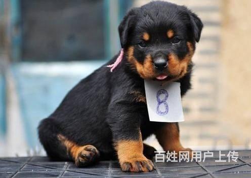 北京哪里有卖罗威纳的 纯种罗威纳多少钱 缘梦犬业的图片