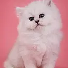 CFA认证 CFA认证 甜美可爱