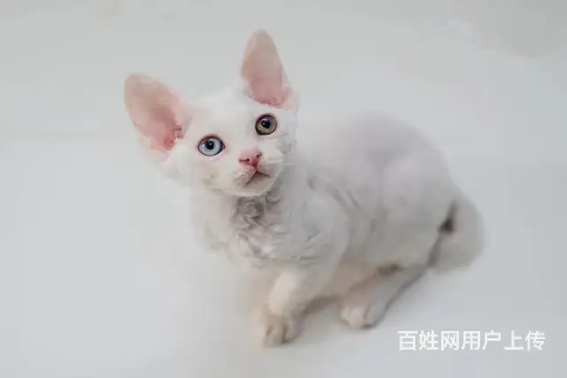哪里有德文卷毛猫卖的 德文好养吗 疫苗齐全包健康 - 图片 6
