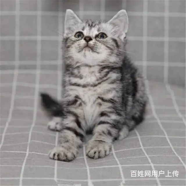 纯种英短美短哪里有卖的 新手应该养什么猫 多少钱一 - 图片 1