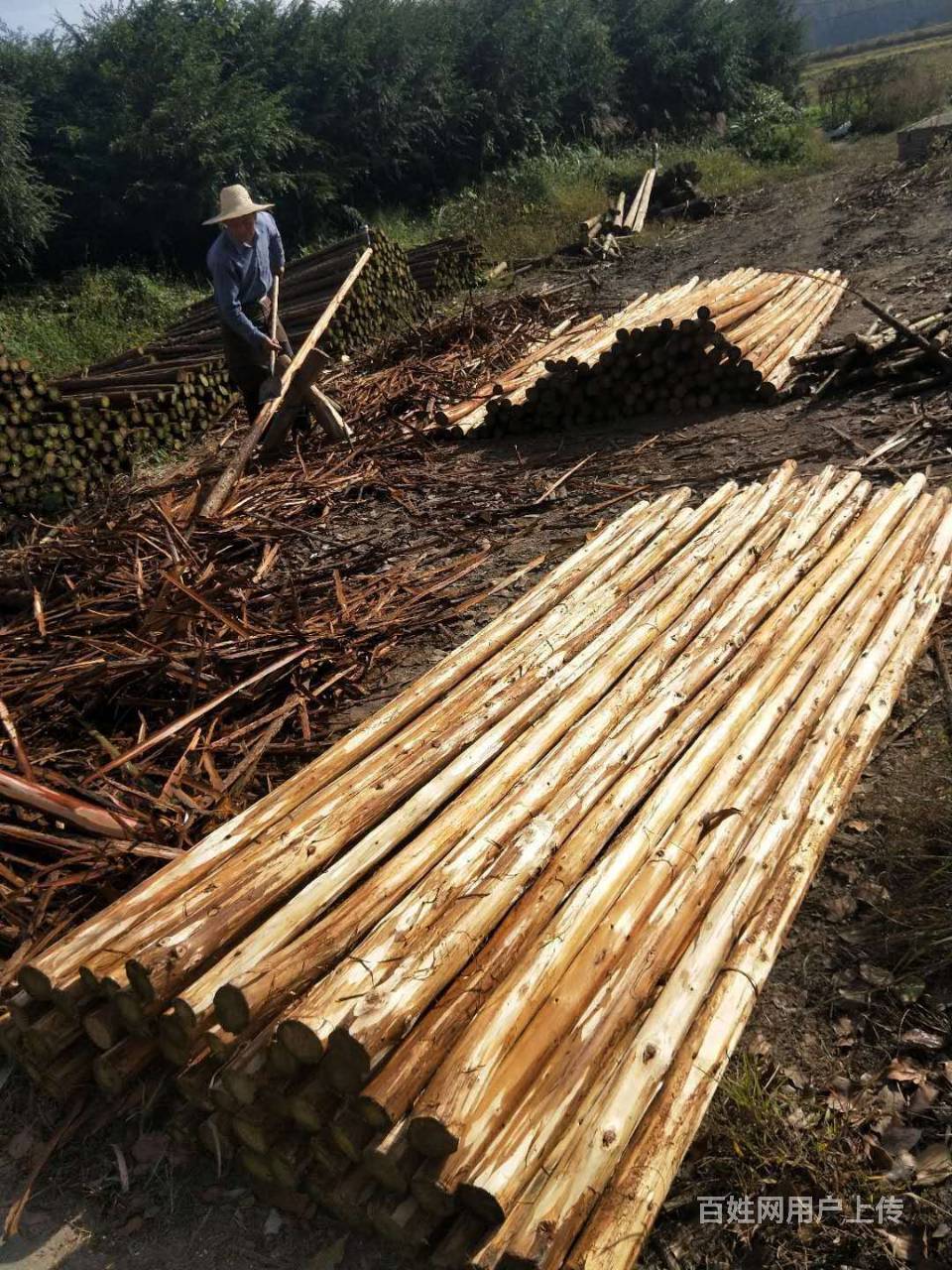 郑州杉木杆,全市大量供应杉木杆