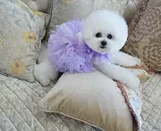 纯种比熊犬 卷毛可爱比熊宝宝出售