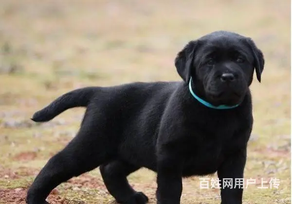 纯种拉布拉多幼犬 大骨骼, 拉布拉多 ,健康保 - 图片 8